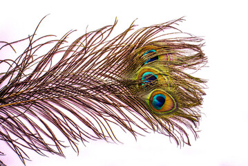 Obraz premium beautiful peacock feather pattern on white background