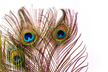 Peacock feather with copy-space, Peacock plume close-up