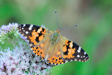 Painted Lady butterfly, Vanessa Cardui, feeding