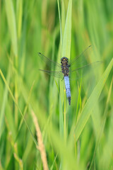 Male Black-tailed skimmer, Orthetrum cancellatum, closeup