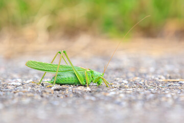 Great Green Bush-cricket, Tettigonia viridissima, warming