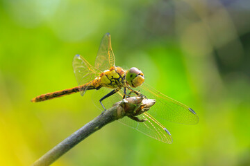 Vagrant darter Sympetrum vulgatum resting