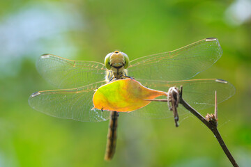 Vagrant darter Sympetrum vulgatum resting