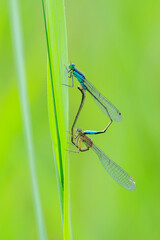 Closeup of two common bluetail Ischnura elegans damselflies mating wheel or heart