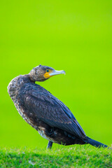 Great Cormorant, Phalacrocorax carbo, perched in a field