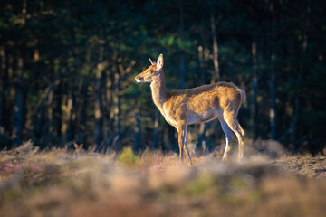 Male red deer, cervus elaphus, rutting during sunset
