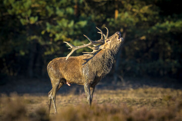 Male red deer, cervus elaphus, rutting during sunset