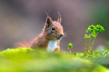 Eurasian red squirrel, Sciurus vulgaris, in a forest