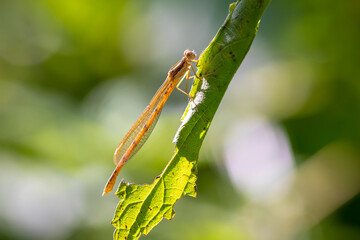 Detail closeup of a western willow emerald damselfly Chalcolestes viridis