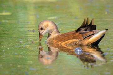 Young common moorhen, Gallinula chloropus
