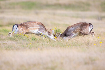 Two Fallow deer, Dama Dama, male fight during rutting season.