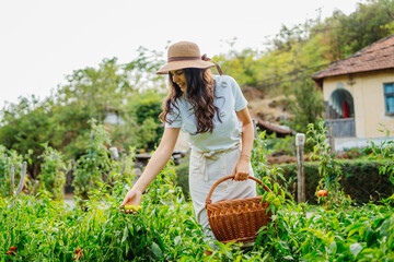 Young caucasian woman harvesting peppers in home garden with basket
