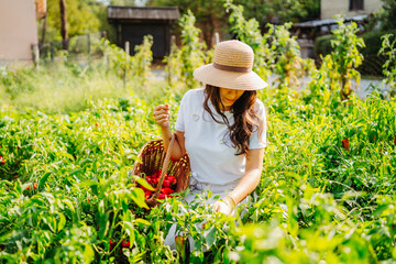 Young caucasian woman harvesting peppers in home garden with basket