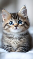 A fluffy tabby kitten with bright blue eyes stares intently at the camera, its soft fur creating a warm and inviting image.