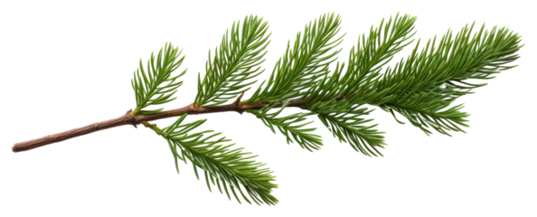 PNG Green pine branch on white