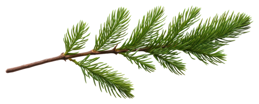 PNG Green pine branch on white