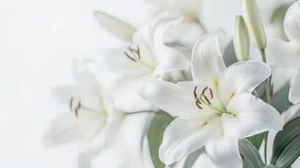 Delicate white lilies in bloom
