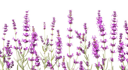 Obraz premium PNG Lavender flowers on white background
