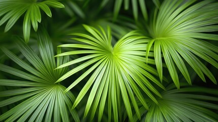 Green Palm Leaves Close-up