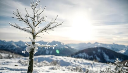 A close-up view of a lone tree covered in snow and ice, its branches sparkling in the sunlight. The background displays a range of majestic mountains blanketed in snow, with a bright sun high in the s