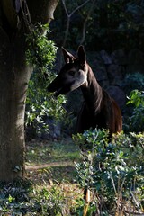 木の葉を食べているオスのオカピ © osaru_photos