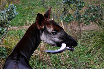 長い舌を出したオカピの横顔