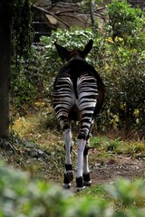 歩くオカピのバックショット © osaru_photos