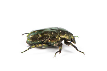 Beetle Protaetia cuprea isolate on white background. Metallic green  chafer(Cetonia aurata) 