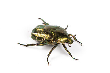 Beetle Protaetia cuprea isolate on white background. Metallic green  chafer(Cetonia aurata) 
