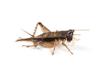 Gryllidae , Cricket isolated on white background.