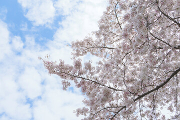 a white cherry blossom tree in full bloom,blue sky