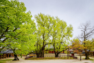 Naklejka premium centuries-old, massive ginkgo tree in Seoul, South Korea.