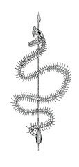 Arrow pierce snake skeleton illustration