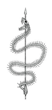 Arrow pierce snake skeleton illustration