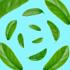 Green leaves whirling on turquoise background, selective focus