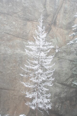 Fototapeta premium Snow Covered Pines Early Spring Snow