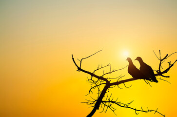 Couple-love pigeon silhouette on dry branch with sunset background