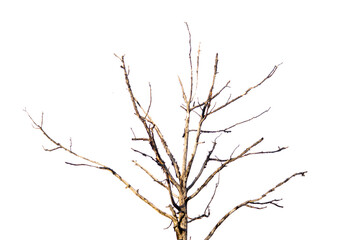 Dry tree, dead tree with beautiful branch on transparent background.