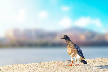 A pigeon with river and city in the background