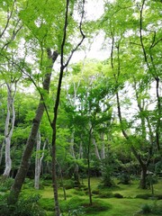 kyoto14