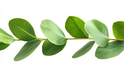A green leafy branch with leaves on it