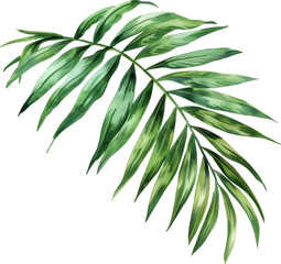 Fototapeta premium Tropical palm leaf