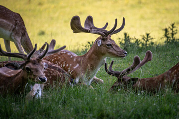 A herd of fallow deer rests on a meadow.