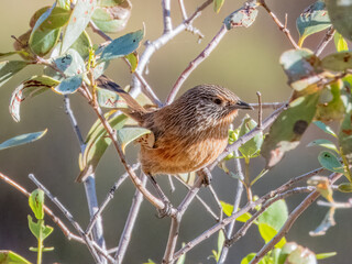 Dusky Grasswren - Amytornis purnelli in Central Australia