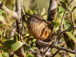Dusky Grasswren - Amytornis purnelli in Central Australia