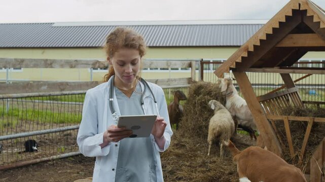 Medium shot of young Caucasian female veterinarian in white medical coat standing in cattle pen, watching goats graze on hay, and filling out report sheets on tablet while inspecting family farm