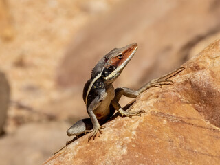 Long-nosed Water Dragon (Lophognathus longirostris) in Central Australia