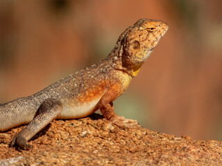 Slater's Ring-tailed Dragon (Ctenophorus slateri) in Central Australia