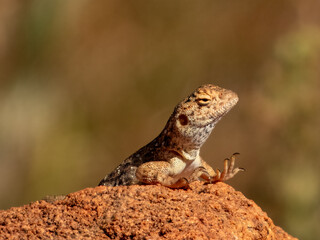 Slater's Ring-tailed Dragon (Ctenophorus slateri) in Central Australia