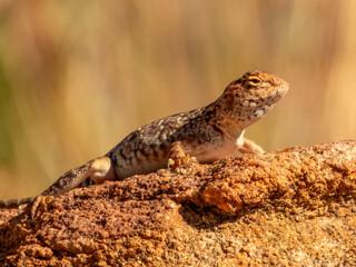 Slater's Ring-tailed Dragon (Ctenophorus slateri) in Central Australia